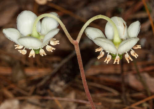 Chimaphila maculata #50
